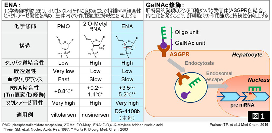 図1．ENAとGalNAc修飾を組み合わせた新規高機能SSO