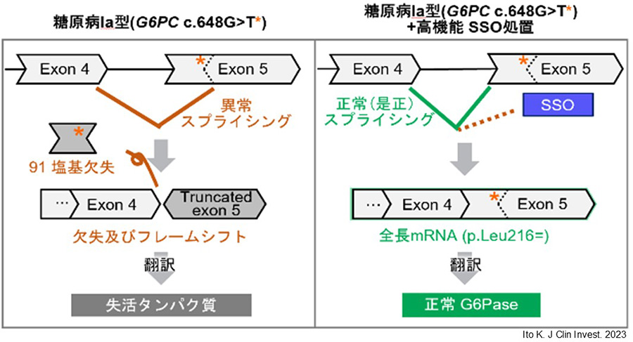 図2．日本人好発変異と高機能SSOの作用機序