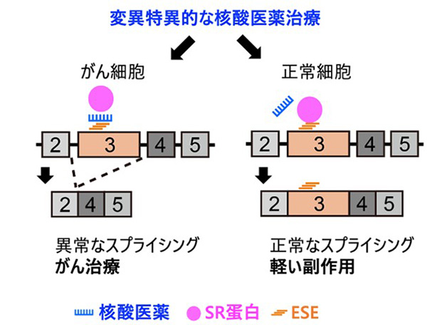 図1：がん細胞だけを攻撃する変異特異的な核酸医薬治療