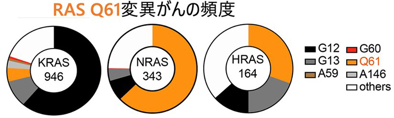図2：KRAS、NRAS、HRASにおけるQ61変異の頻度