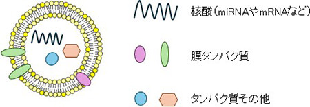 図２：細胞外小胞の模式図（研究代表者作成）