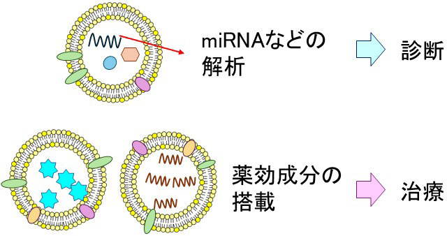 図3：細胞外小胞の臨床応用イメージ（研究代表者作成）